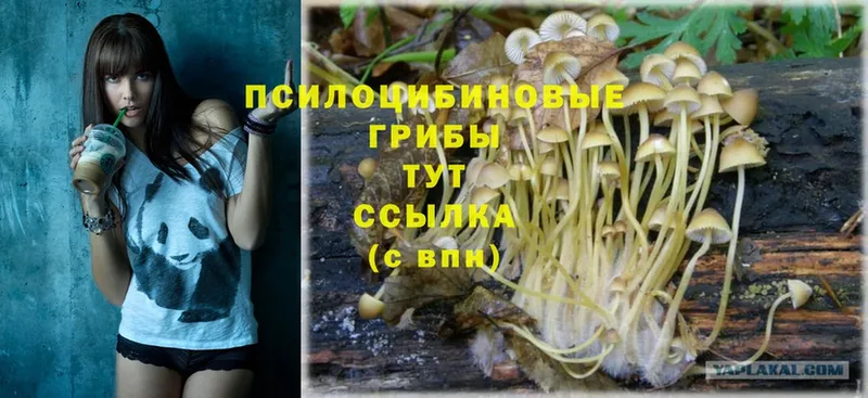 Галлюциногенные грибы Magic Shrooms  закладки  Буинск 